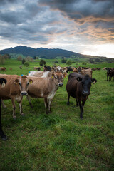 Rural scene, Herd of Jersey and Jersey cross dairy cows grazing in green grass © Nathan McClunie