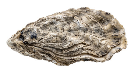 Detailed macro view of a single raw oyster shell isolated on a clean white background surface © Ophelia
