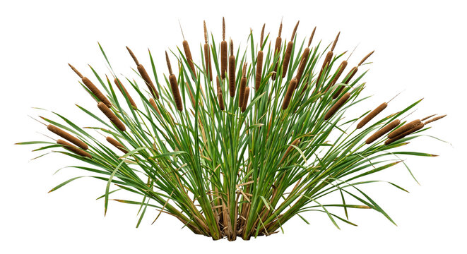 Lush cluster of cattail plants with brown seed heads isolated on a clean white background