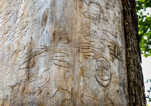 Tracings left by an emerald ash borer on a dead standing ash tree