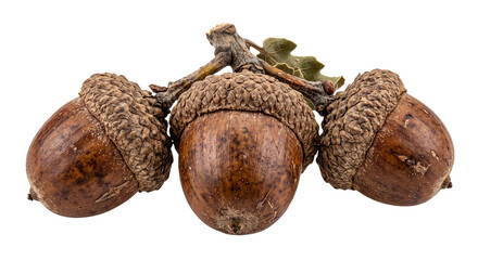Three brown acorns attached to a small oak twig with a single green leaf on white background © Ophelia