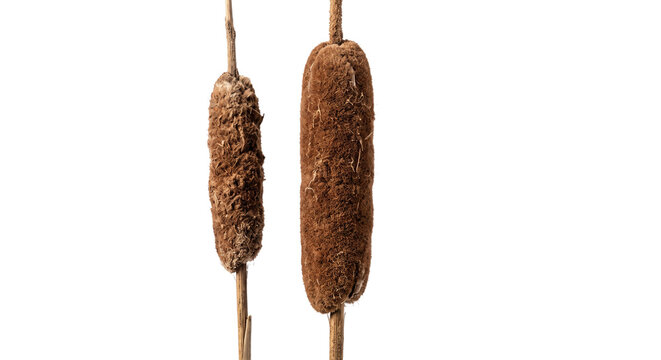 Two brown cattail seed heads isolated on a clean white background for botanical design projects