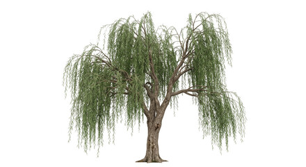 Majestic weeping willow tree with long drooping branches isolated on a clean white background © Ophelia