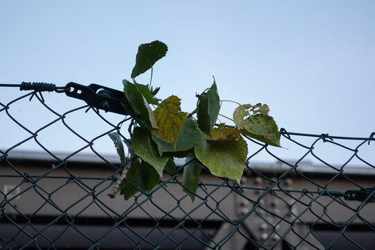Autumn leaves caught in a chain link fence in Berlin. 