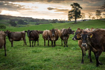 Rural scene, Herd of Jersey and Jersey cross dairy cows grazing in green grass © Nathan McClunie