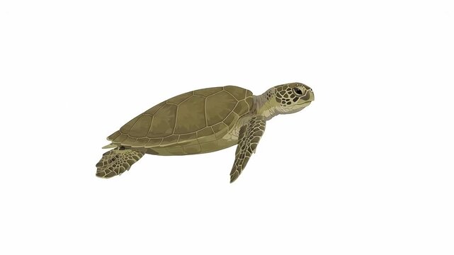 Sea Turtle Swimming Gracefully in Smooth Arc, Seamless Loop Animation, Flat Vector Style on White Background