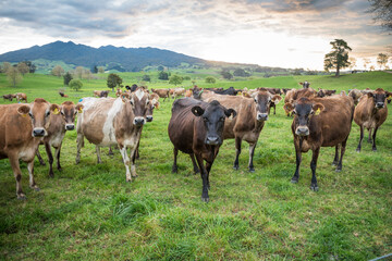 Rural scene, Herd of Jersey and Jersey cross dairy cows grazing in green grass © Nathan McClunie