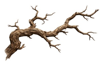 Fototapeta premium Twisted dry tree branch on white background