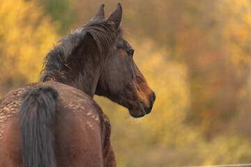 Schmutziges Pferd im Herbst © Nadine Haase