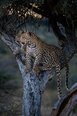 African leopard resting in a tree in Namibia © janne
