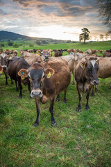 Rural scene, Herd of Jersey and Jersey cross dairy cows grazing in green grass © Nathan McClunie