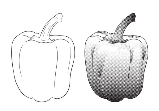 Two bell peppers. One bell pepper drawn with lines, and one with halftone shading. Transparent background.