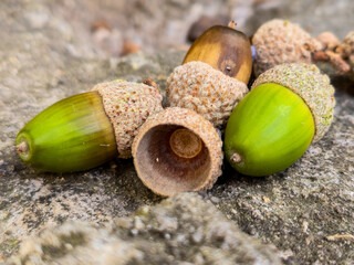 Green and brown acorns with scaly caps lie together on a rough gray stone, softly blurred autumn leaves in orange and green behind, fall nature macro, grainy film texture, high quality photo © Татьяна Швец