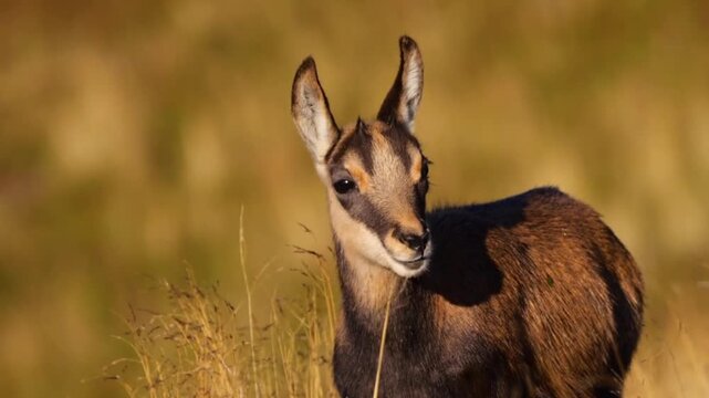 Wild Mountain Goat Standing in Golden Grassland