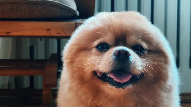 Cute Fluffy Pomeranian Dog Smiling and Looking at the Camera Indoors