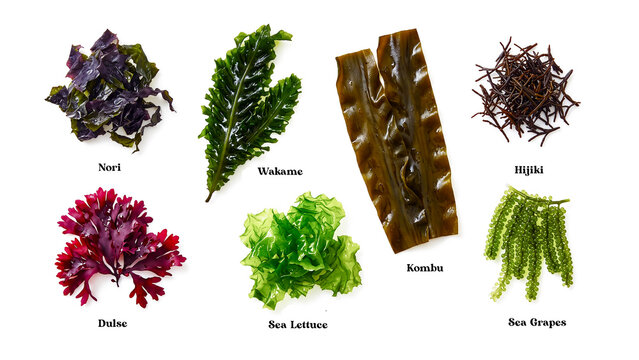Assortment of edible seaweeds including nori wakame kombu and dulse for healthy eating.