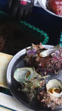 Fresh seafood caught by Korean haenyeo divers, Jeju island, Jeju-do, South Korea, horned turban shells (Turbo cornutus, sora), abalone, sea cucumber and sea squirt on plates and grilled on charcoal