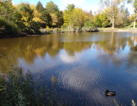 Fall landscape with trees and pond