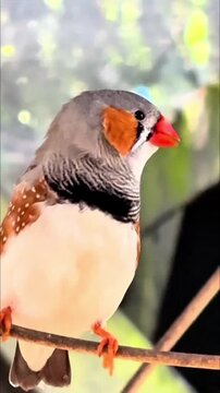 A close-up of a cute zebra finch perched on a branch