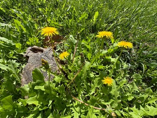Vibrant yellow dandelion flowers (Taraxacum officinale) blooming in lush green grass near a weathered wooden log, showcasing spring nature, botany, wild herbal flora, and sunny outdoor meadow detail. © Bediha Duru Öksüz