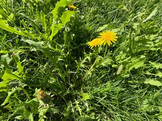 Vibrant yellow dandelion flowers (Taraxacum officinale) blooming in lush green grass near a weathered wooden log, showcasing spring nature, botany, wild herbal flora, and sunny outdoor meadow detail. © Bediha Duru Öksüz
