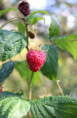 A branch with red raspberries- both ripe and rotten - in a garden on a sunny autumn day  vertical close-up photo © Iuliia Koroleva