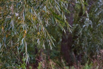 Overhanging willow tree leaves with early autumn color in forest © CS Media