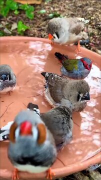 Group of colorful zebra finches bathing in a garden bird bath