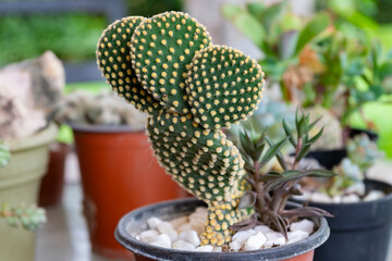 Close up of a rabbit ears cactus in a small pot © cratervalley