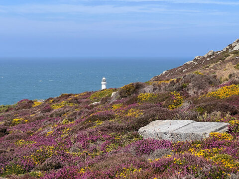 Anglesey, Wales: A white lighthouse stands on a distant headland above a blue sea, seen across a hillside covered with purple heather and yellow gorse in flower, with a large flat grey rock in the for