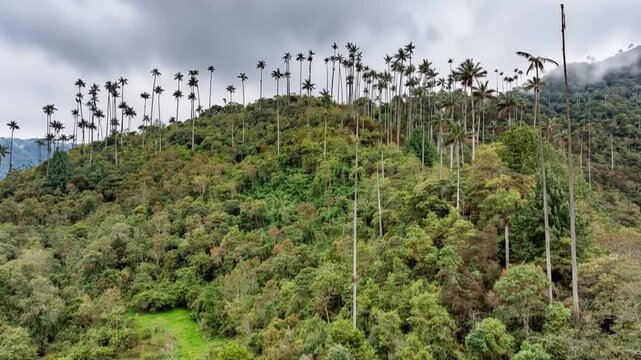 Cocora Valley Wax Palms among Mountain Slopes and Moving Clouds in Salento, Colombia. Time Lapse. Establishing Shot.