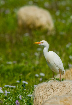 Airone guardabuoi, Cattle egret (Bubulcus ibis). Cabras. Oristano, Sardegna. Italia