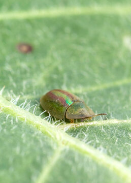a tortoise beetle, likely belonging to the genus Cassida (such as Cassida viridis or a related green-gold species) Coleottero crisomelide (Cassida vittata). Sassari. Sardegna. Italia