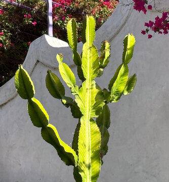 African Candelabra Euphorbia tree-like succulent