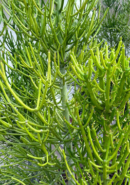 Euphorbia Firestick plant Pencil Cactus