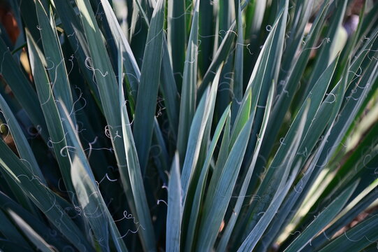 Yucca Plant