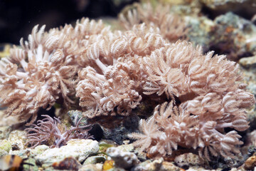 Pom Pom or Pulsing Xenia coral in reef tank © Pavaphon