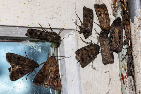 Australian Bogong Moths clustered around an old window