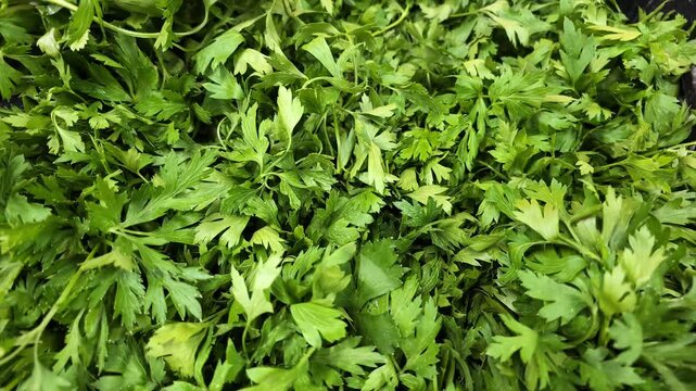 Fresh local parsley displayed as local produce, with dense green leaves, delicate stems and varied shades of green filling the frame in a close-up view