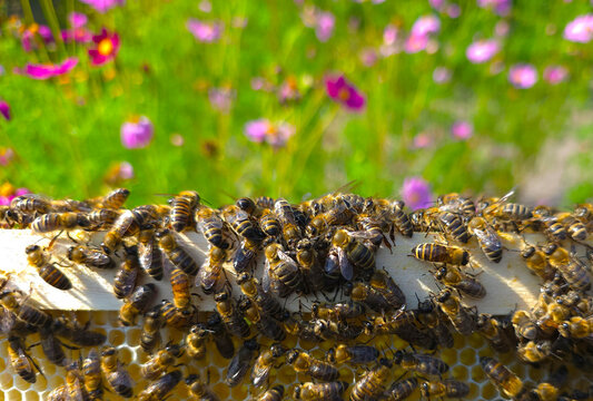 Summer at the apiary.
Bees on a frame removed from a hive and a blurred image of flowers create a light, unobtrusive background.
