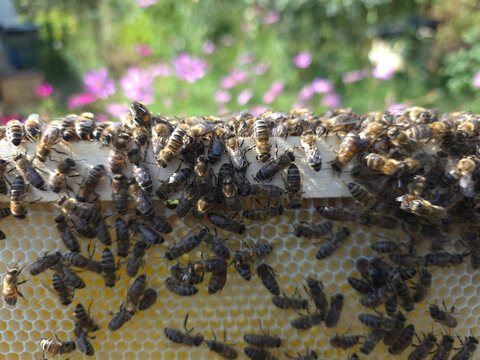 Summer at the apiary.
Bees on a frame removed from a hive and a blurred image of flowers create a light, unobtrusive background.
