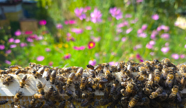 Summer at the apiary.
Bees on a frame removed from a hive and a blurred image of flowers create a light, unobtrusive background.
