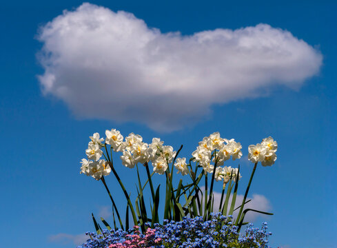 Cloud sits above clump of spring flowers