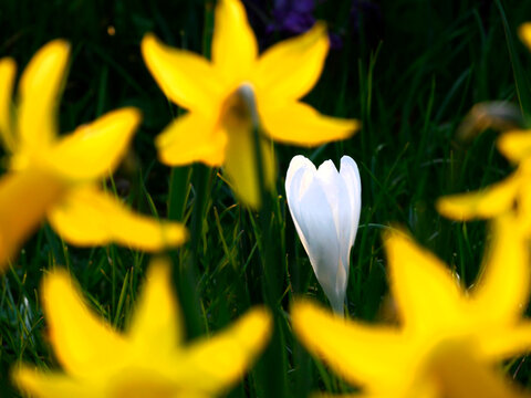 UK, England, Surrey, Spring flowers daffodils and snowdrop