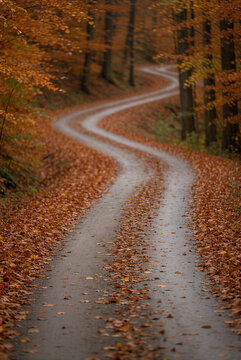 Telephoto view of winding autumn forest road with leaves