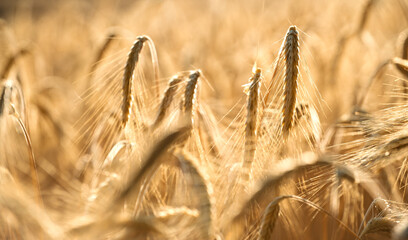 Naklejka premium Sunlit ripe wheat heads in golden field