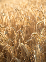 Naklejka premium Ripe golden wheat growing in dense field