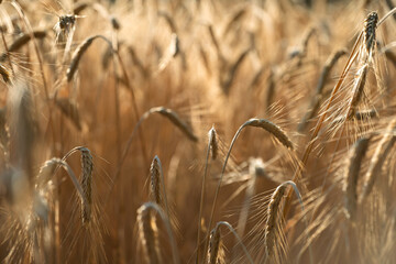 Naklejka premium Ripe wheat heads in golden grain field