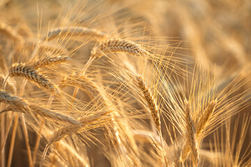 Naklejka premium Close-up of ripe golden wheat heads