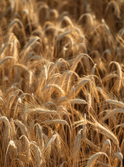 Naklejka premium Dense golden wheat heads filling summer field